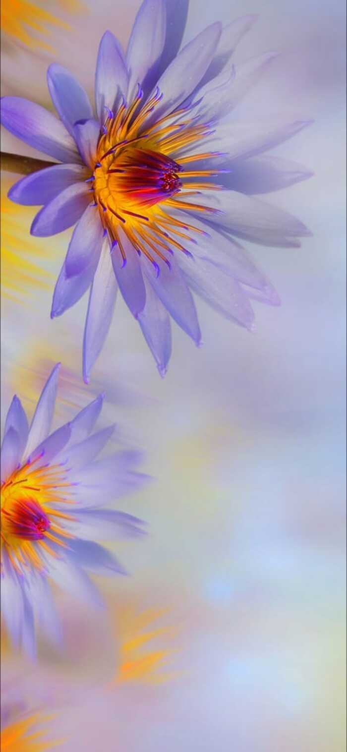 hình nền hoa dễ thương