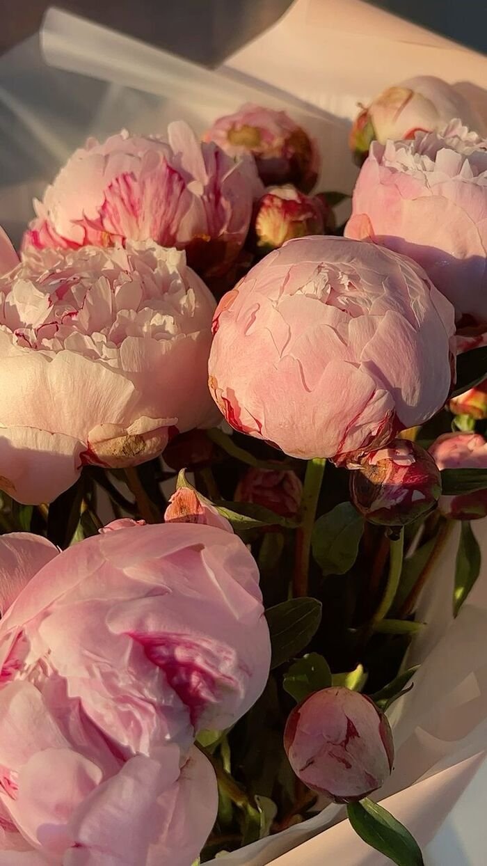 hình nền hoa mẫu đơn 4k