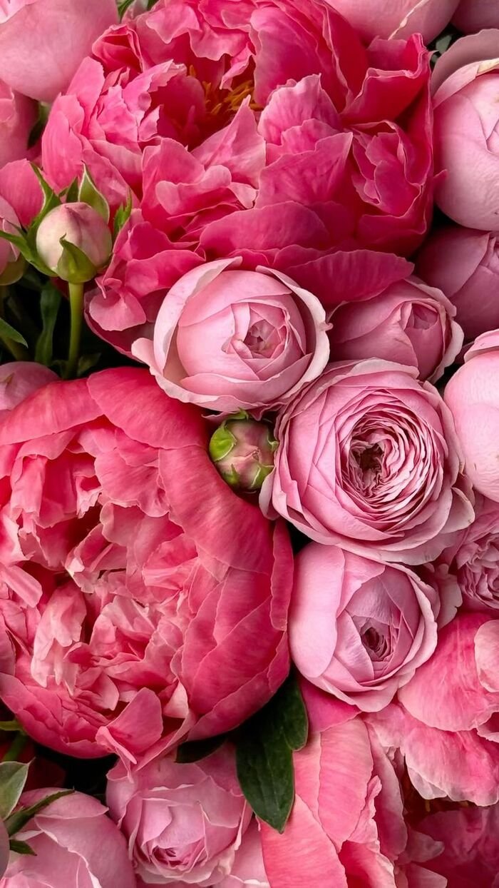 hình nền hoa mẫu đơn được yêu thích