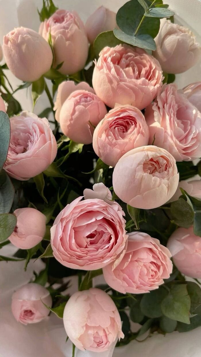 hình nền hoa mẫu đơn hiện đại