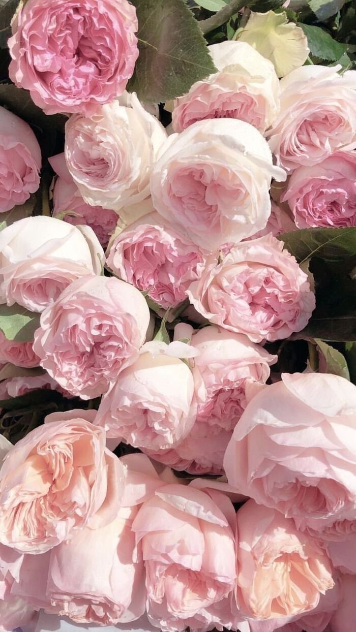 hình nền hoa mẫu đơn làm hình nền