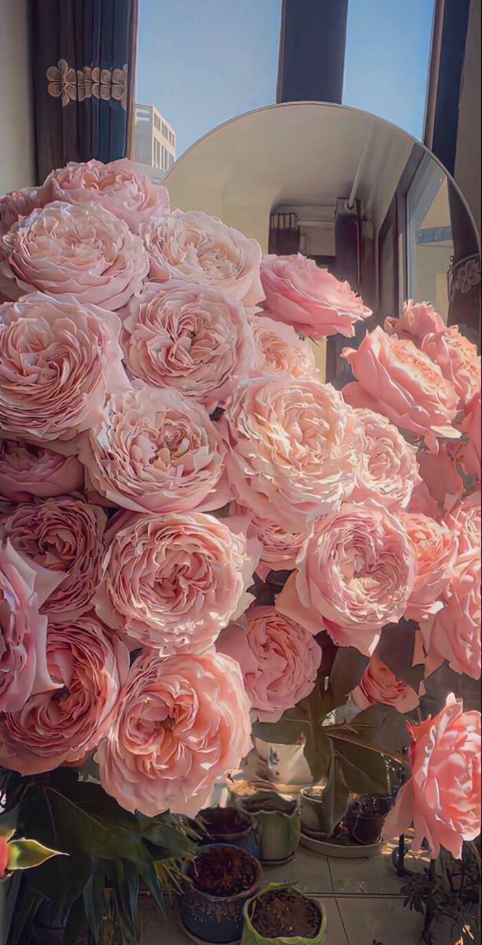 hình nền hoa mẫu đơn màn hình khóa