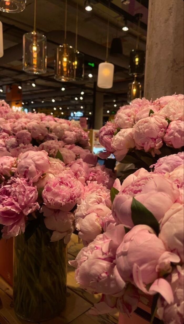 hình nền hoa mẫu đơn màu đỏ