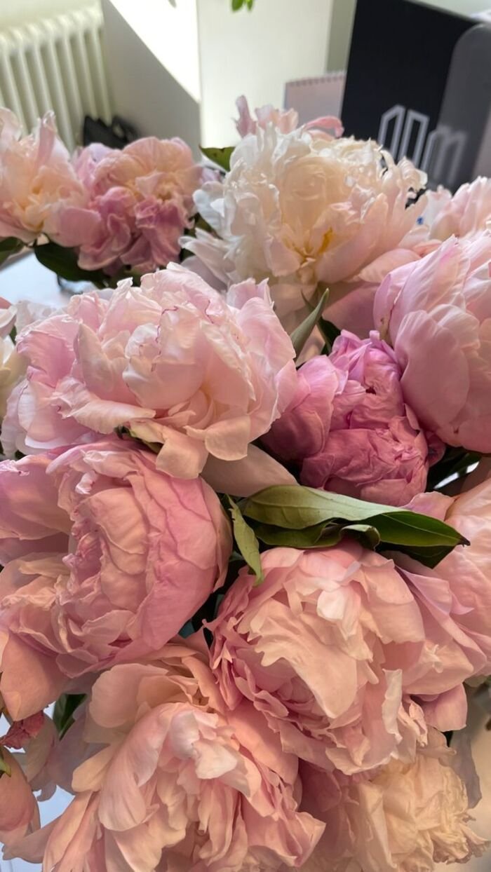 hình nền hoa mẫu đơn nền sáng