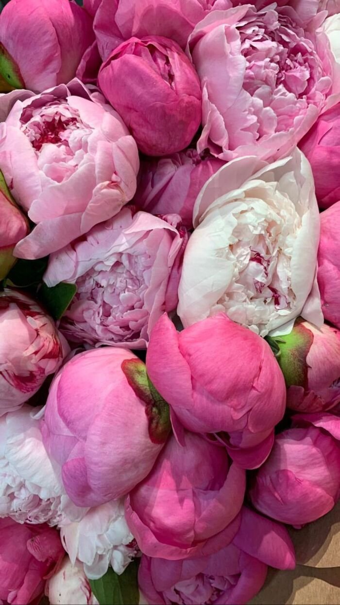 hình nền hoa mẫu đơn thanh lịch