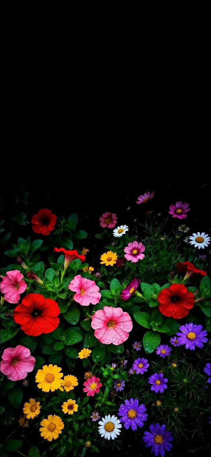 hình nền hoa nền trắng