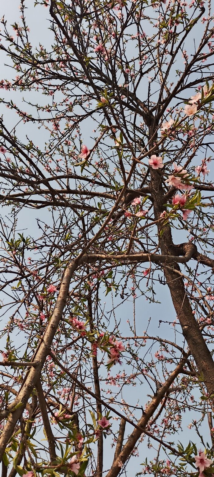 hình nền hoa phổ biến