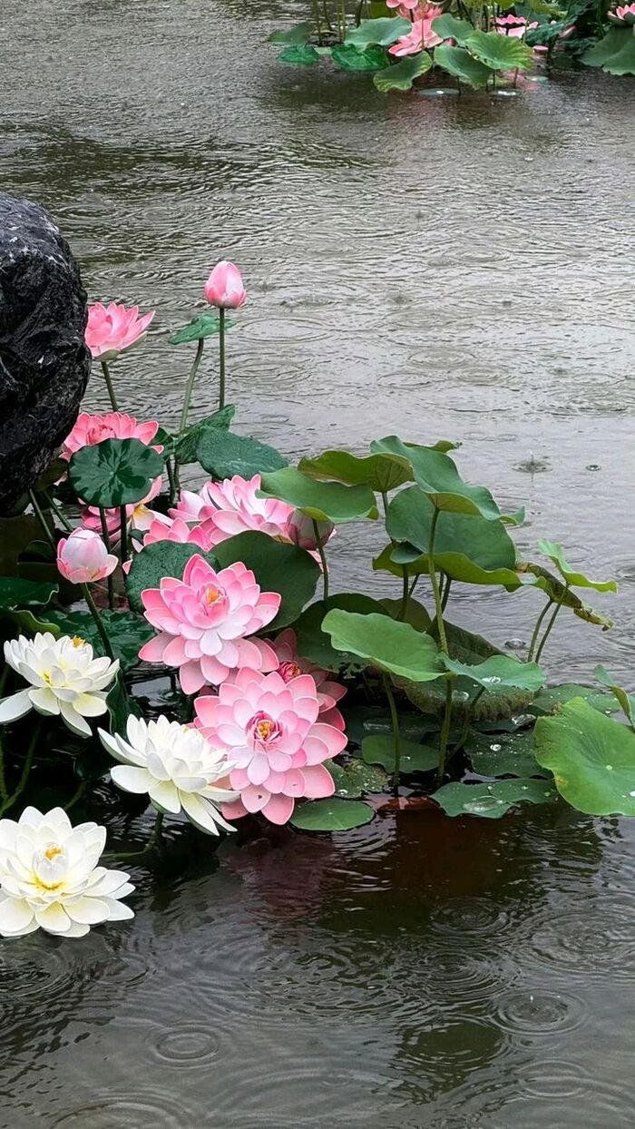 hình nền hoa sen 4k