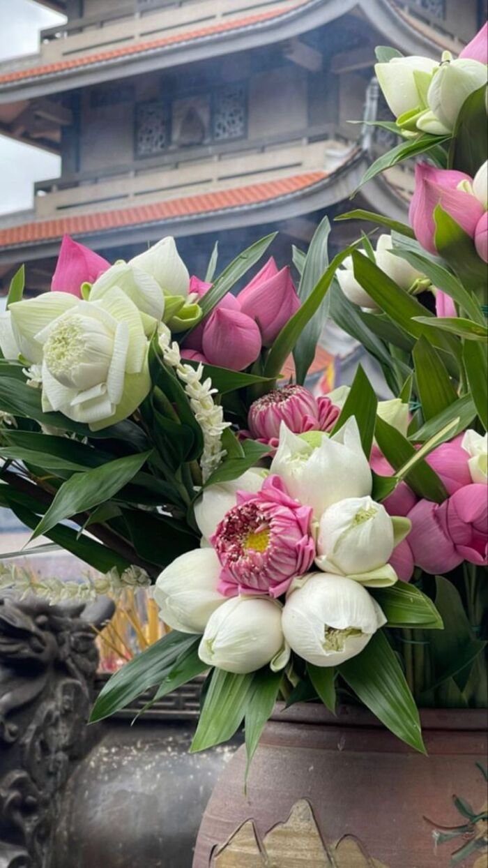 hình nền hoa sen làm hình nền