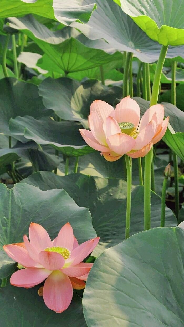 hình nền hoa sen màn hình khóa