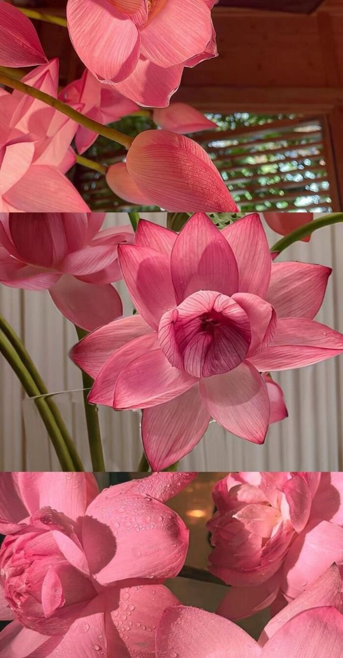 hình nền hoa sen màu hồng