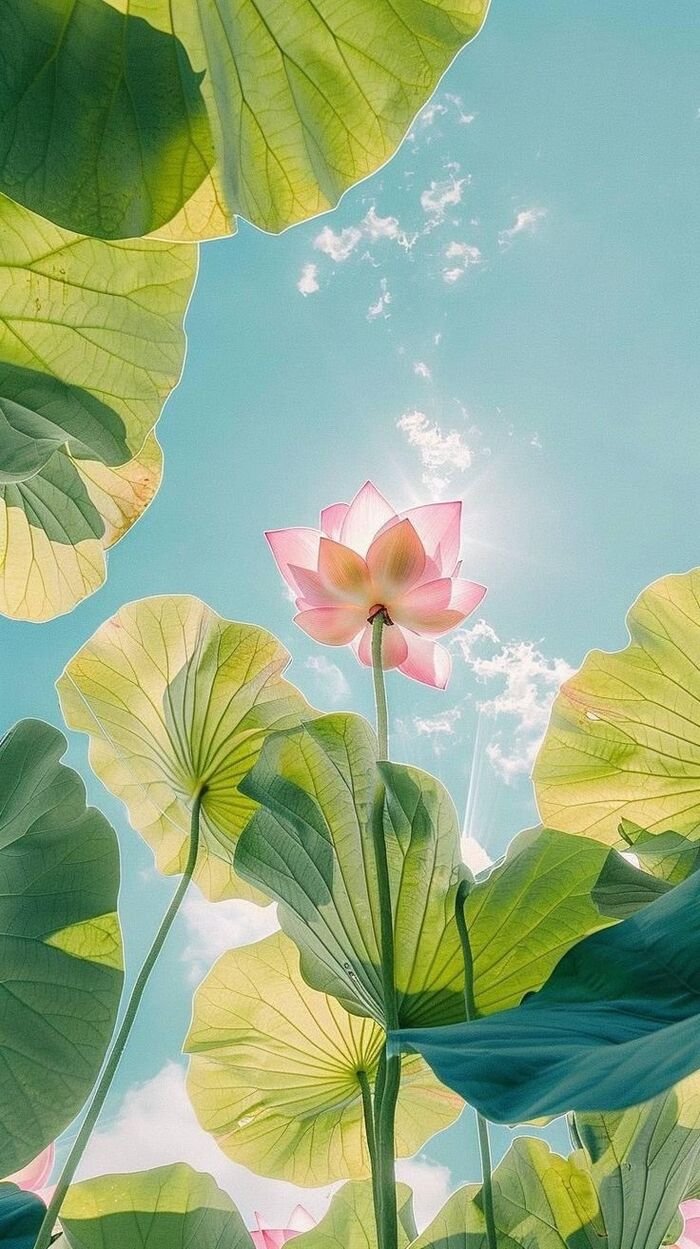 hình nền hoa sen màu trắng