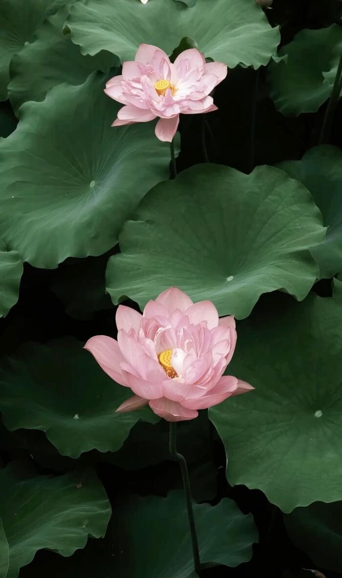 hình nền hoa sen nghệ thuật