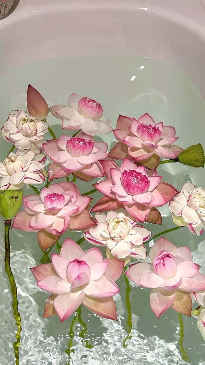 hình nền hoa sen nhẹ mắt