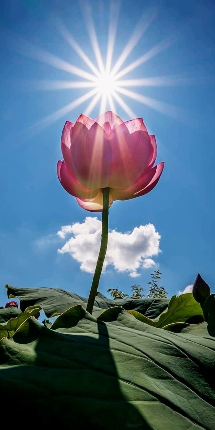 hình nền hoa sen nhẹ nhàng