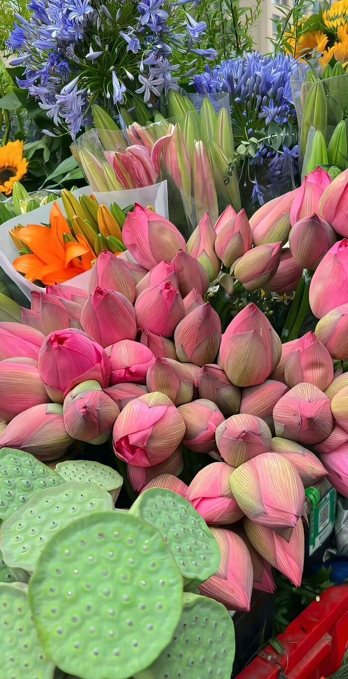 hình nền hoa sen thanh lịch