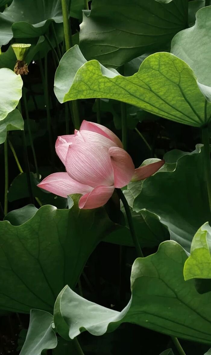 hình nền hoa sen truyền thống hd