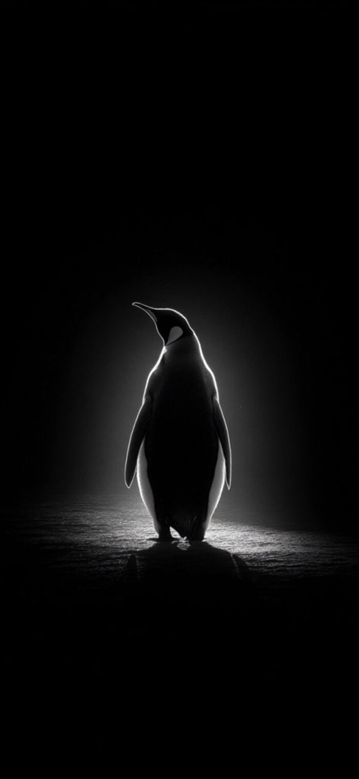 hình nền iphone 14 cute