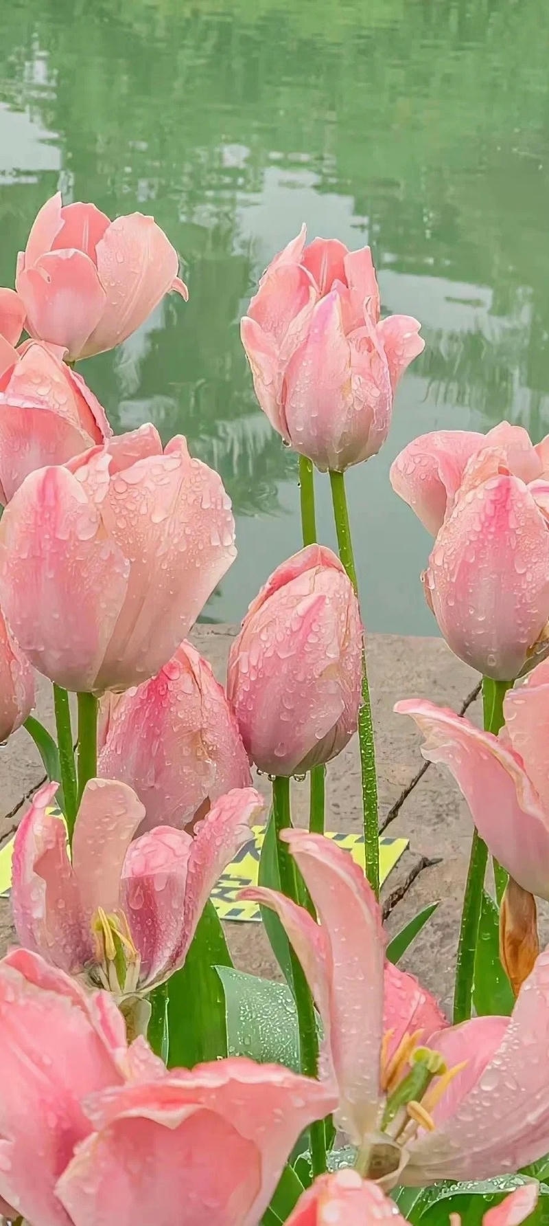 ảnh hình nền hoa tulip