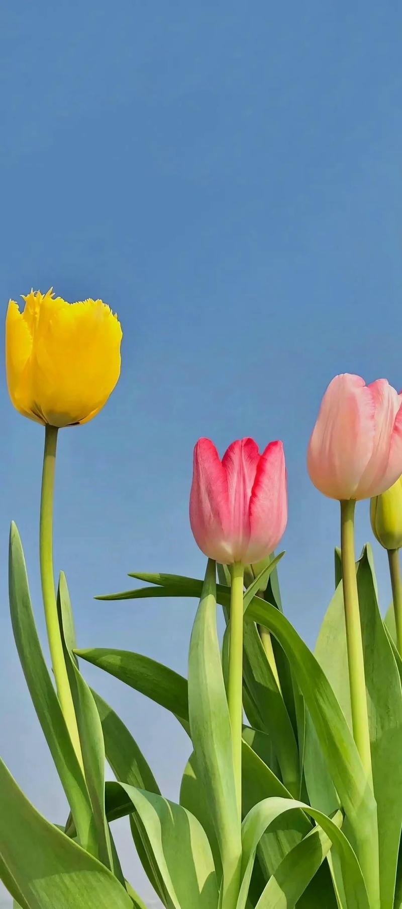 ảnh nền máy tính hoa tulip