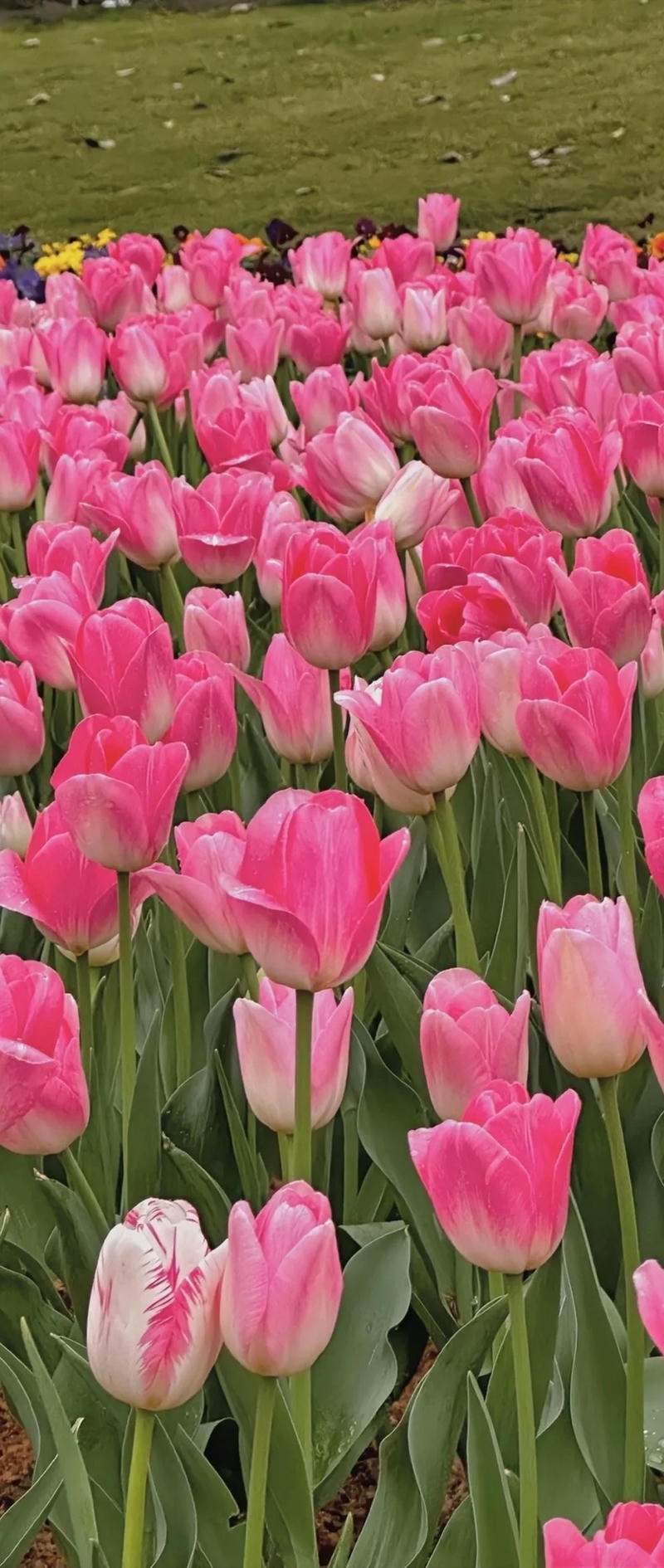 ảnh vườn hoa tulip