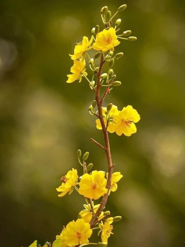 hình nền cành hoa mai