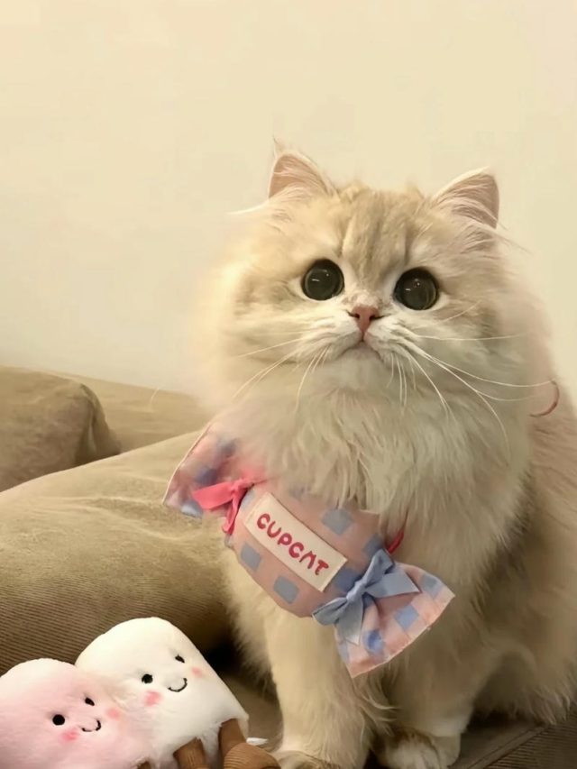 hình nền mèo cute