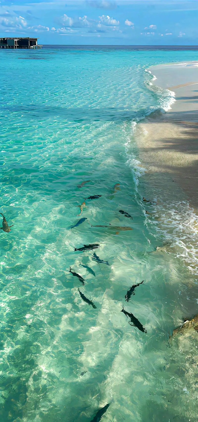 hình nền ảnh biển đẹp