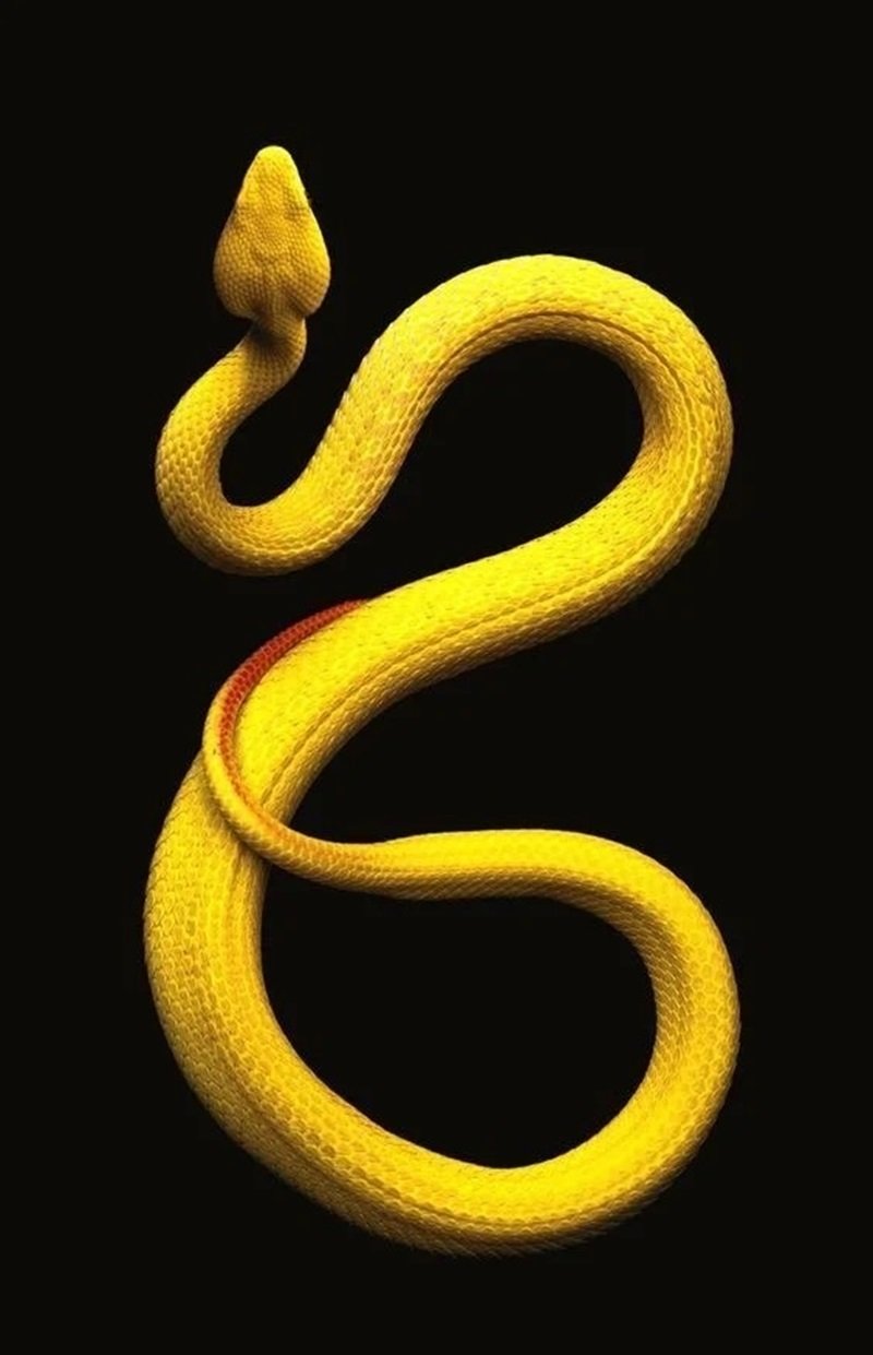 hình nền con rắn