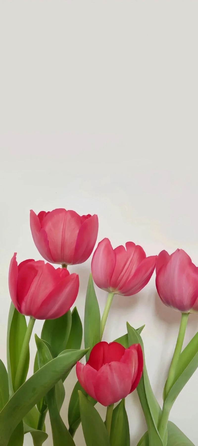 hình nền đẹp hoa tulip