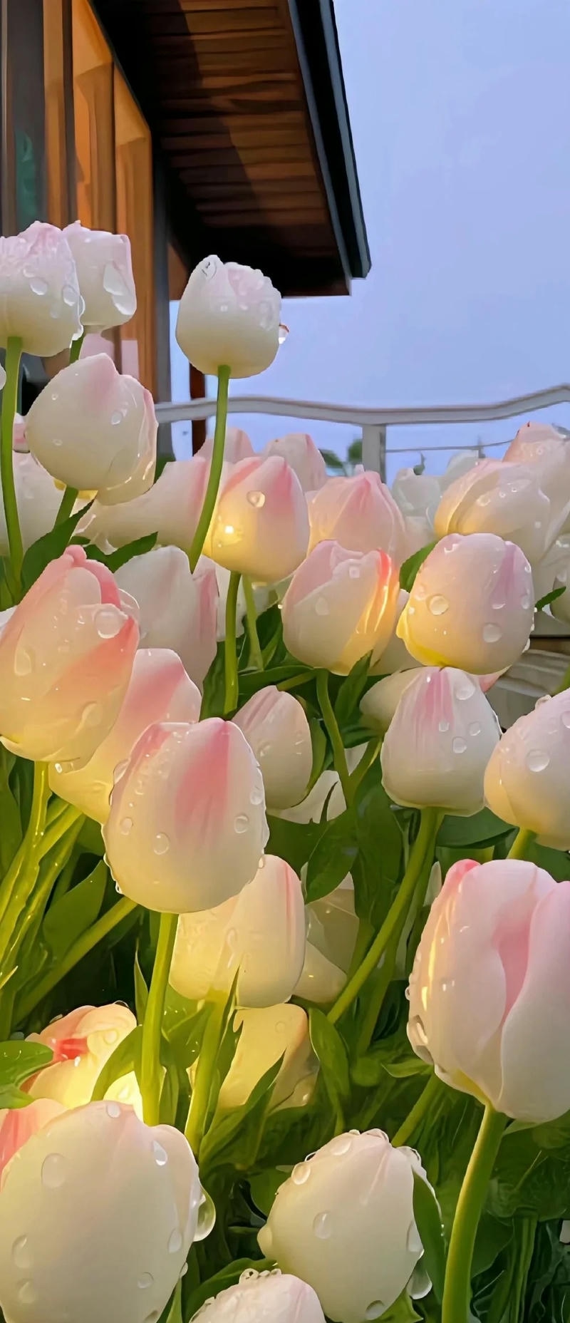 hoa tulip đẹp