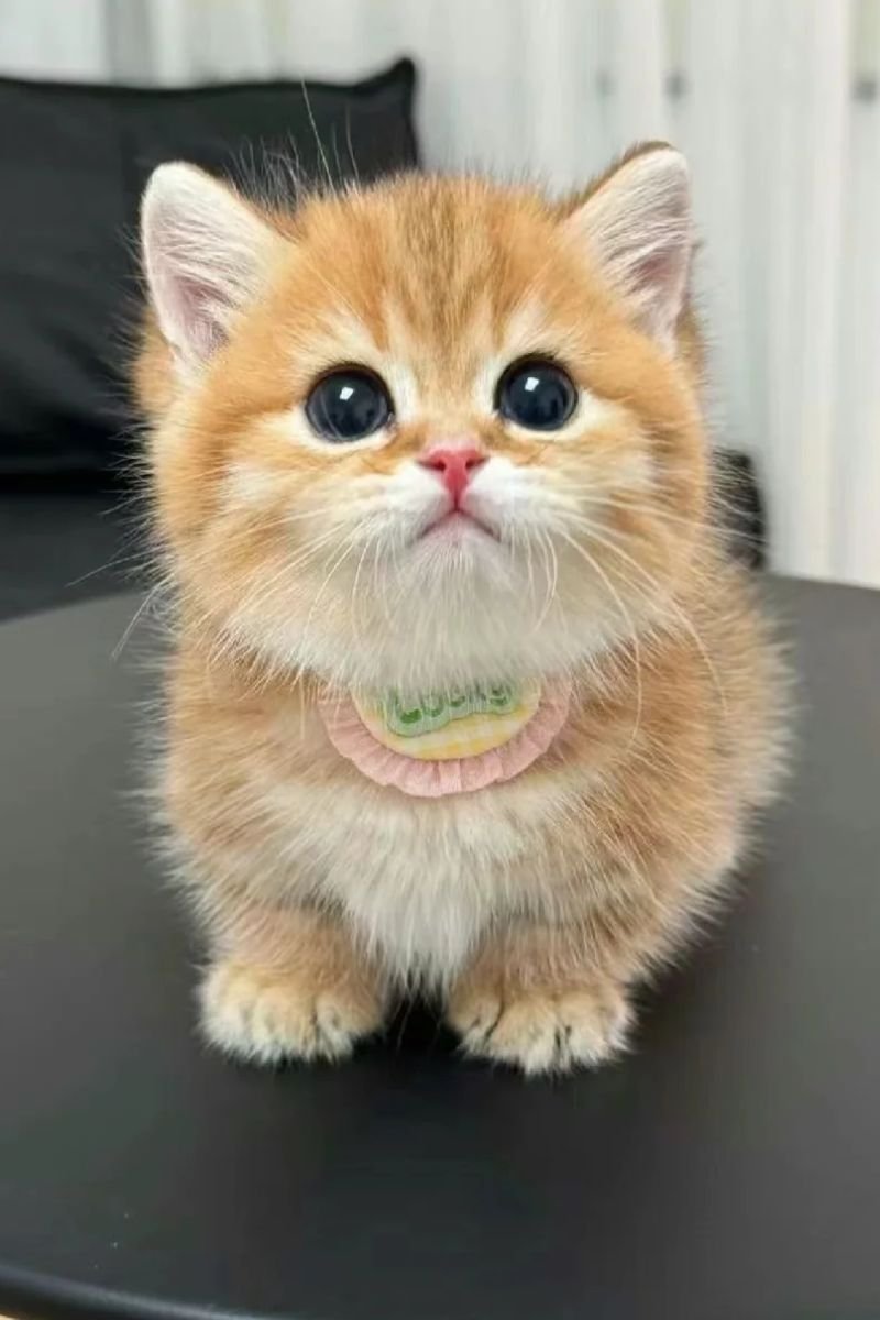 ảnh avata con mèo cute cực chất