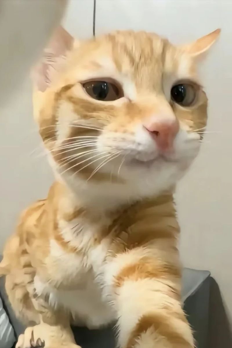 ảnh avata con mèo cute cực đẹp