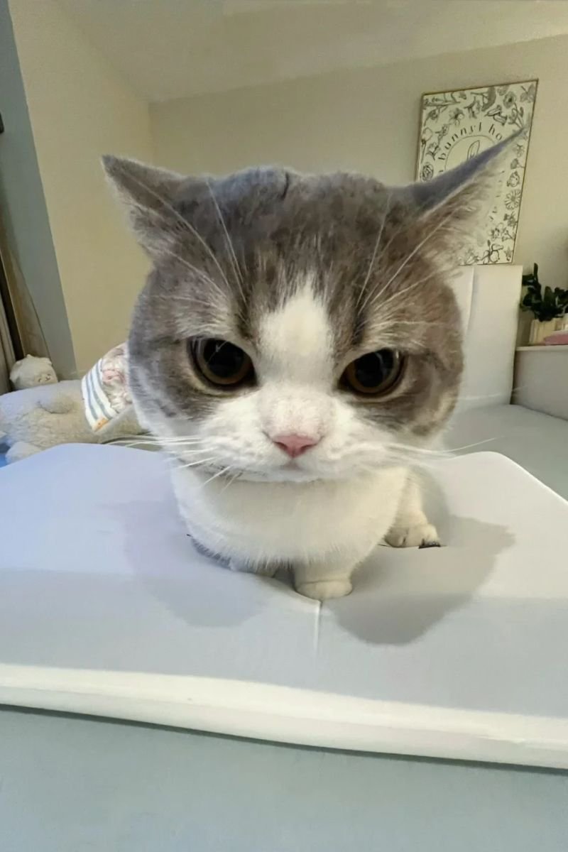 ảnh avata con mèo cute cute