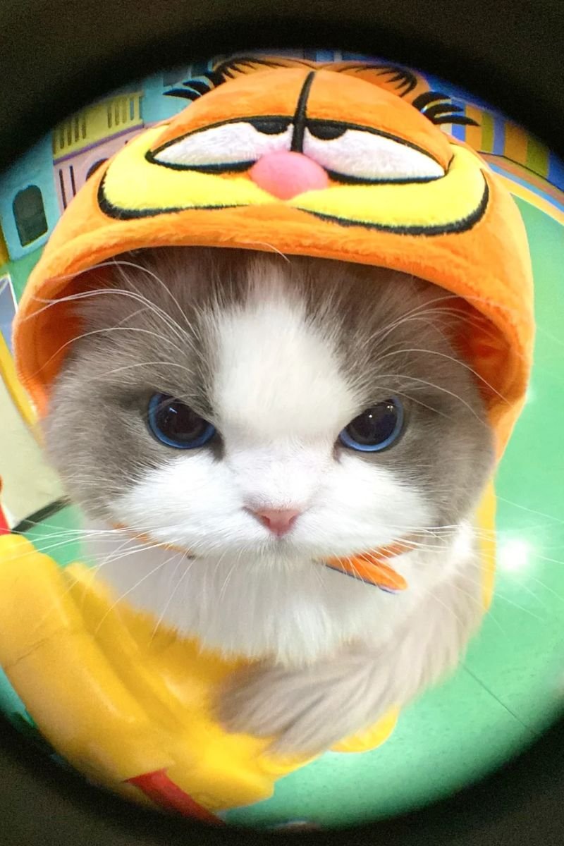 ảnh avata con mèo cute đáng yêu