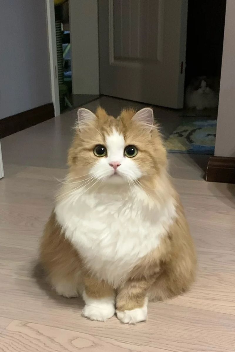 ảnh avata con mèo cute đẹp