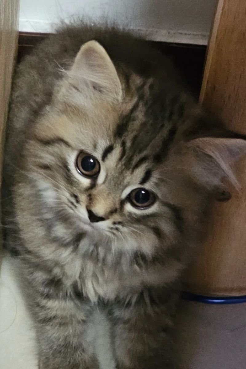 ảnh avata con mèo cute full hd