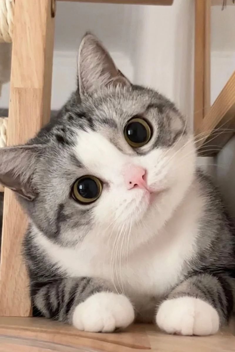 ảnh avata con mèo cute hd