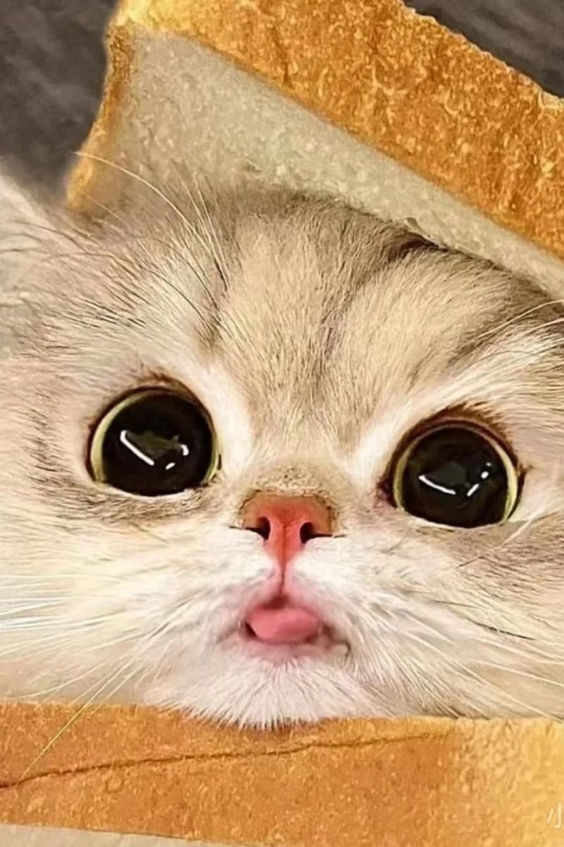 hình ảnh avata con mèo cute chất