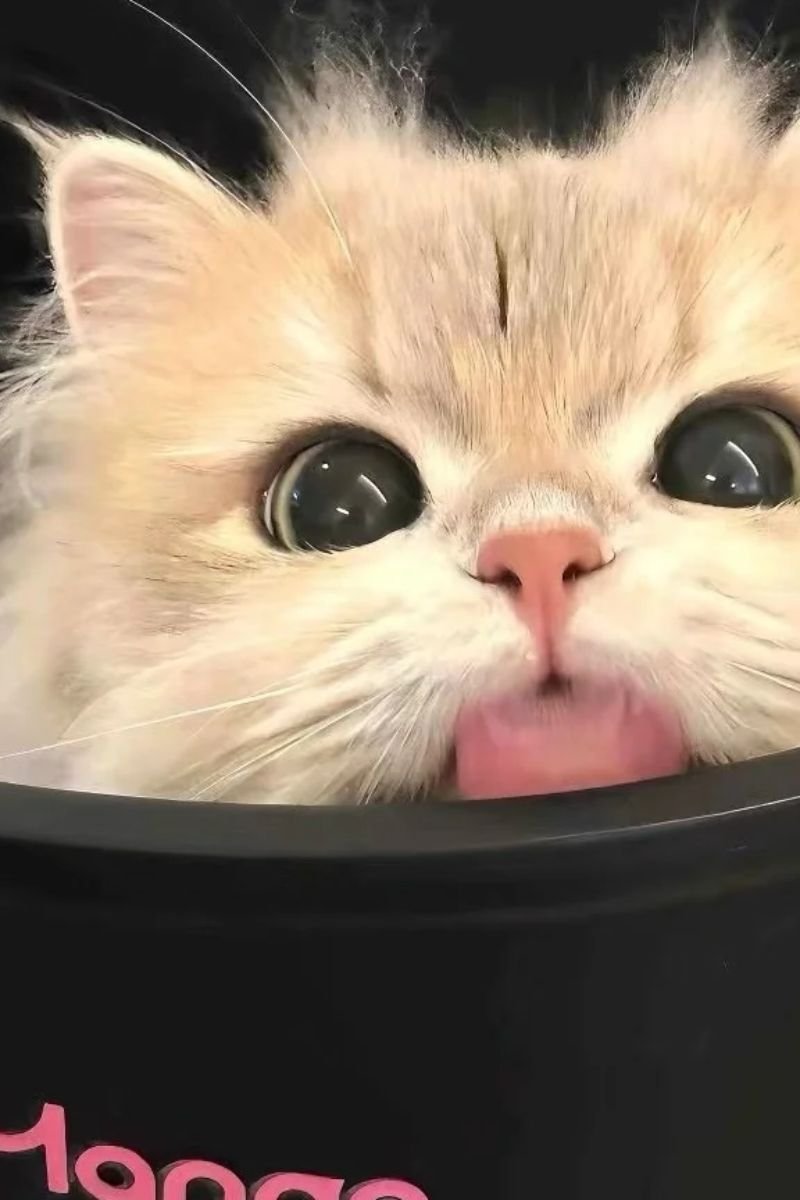 hình ảnh avata con mèo cute cực chất