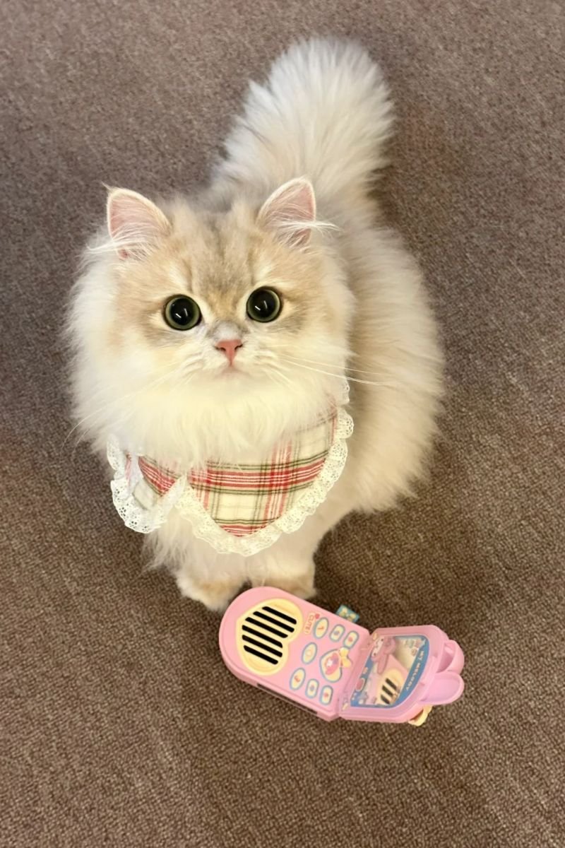 hình ảnh avata con mèo cute cực đẹp