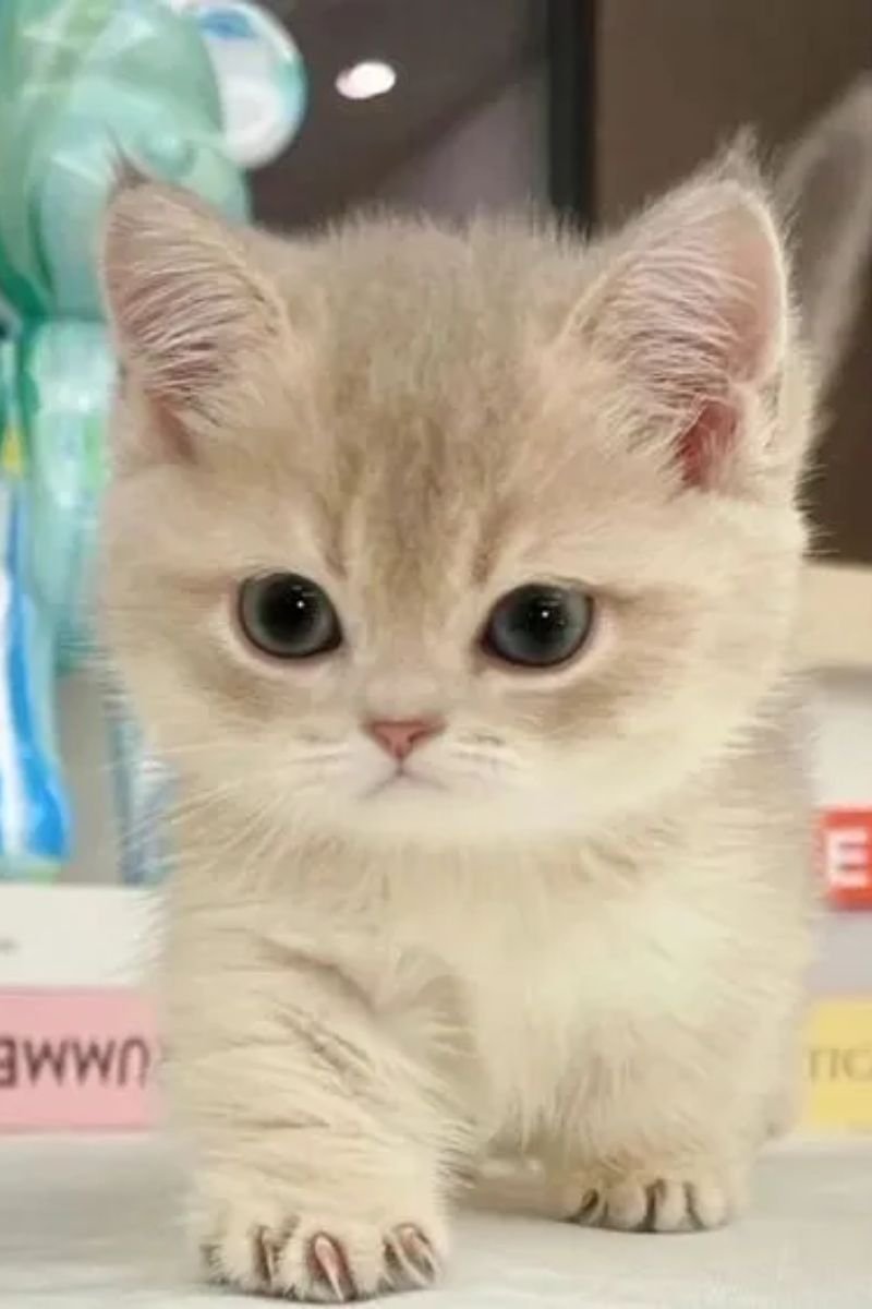 hình ảnh avata con mèo cute đẹp nhất