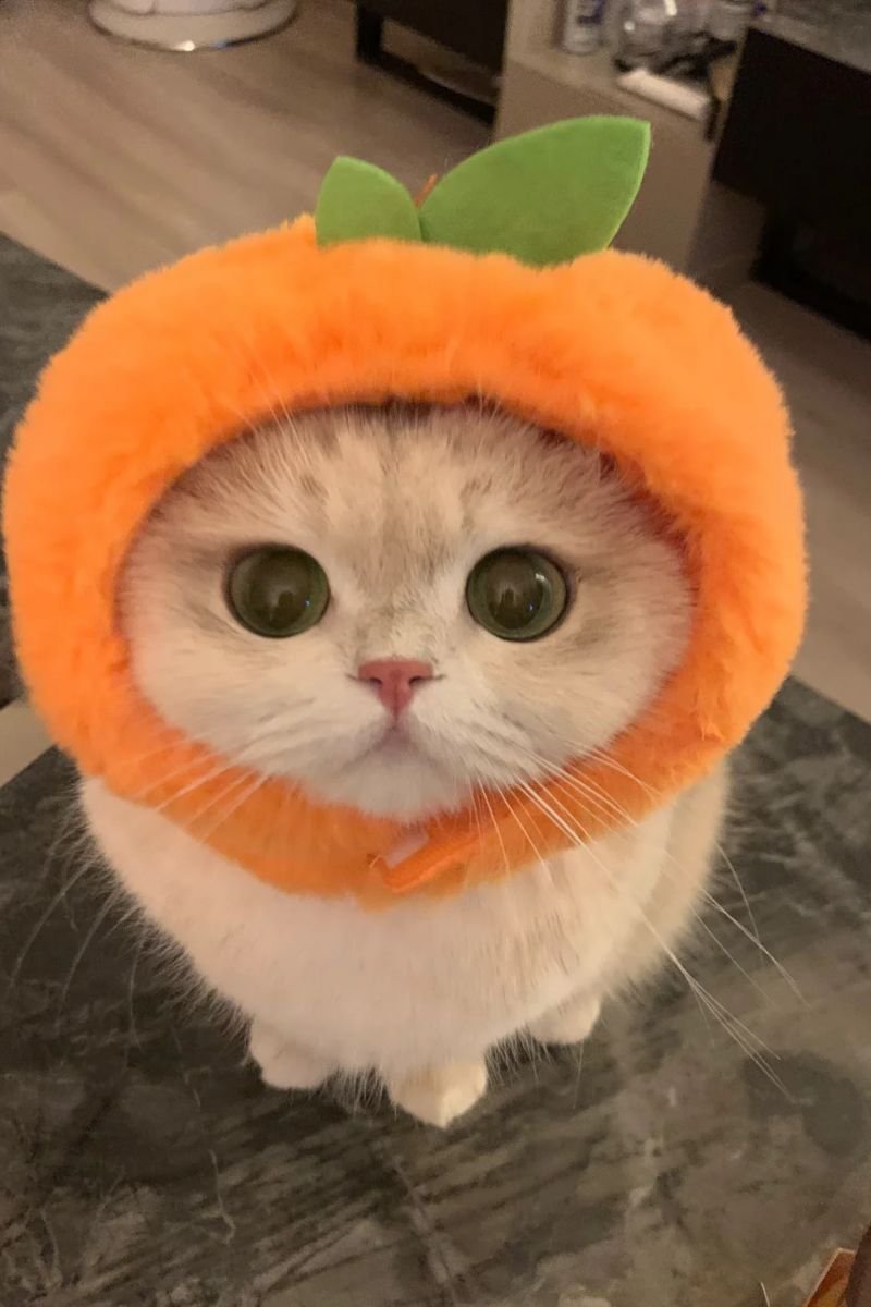 hình ảnh avata con mèo cute đẹp