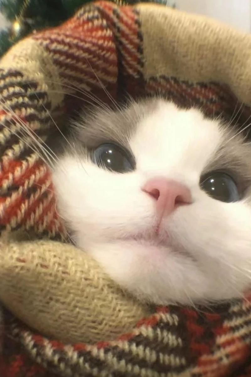 hình ảnh avata con mèo cute hd