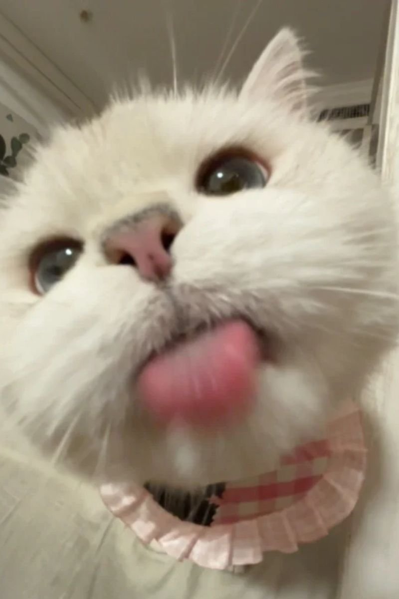 hình ảnh avata con mèo cute siêu đẹp