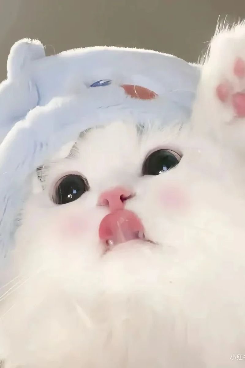 hình ảnh avata con mèo cute