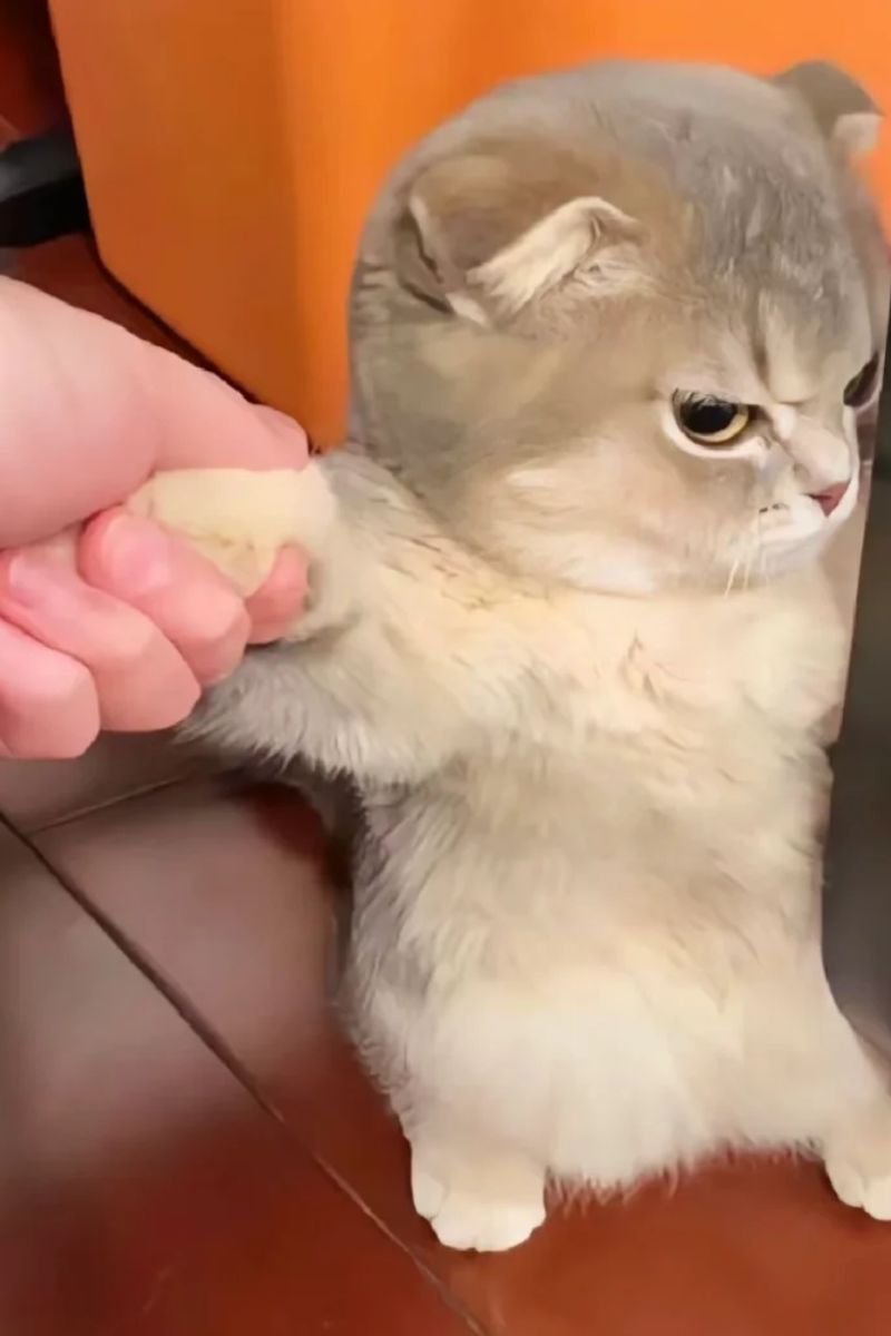 hình avata con mèo cute chất