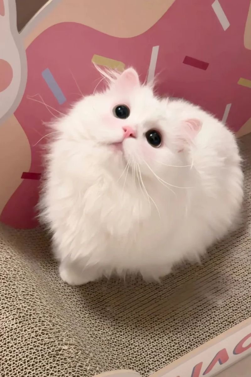 hình avata con mèo cut