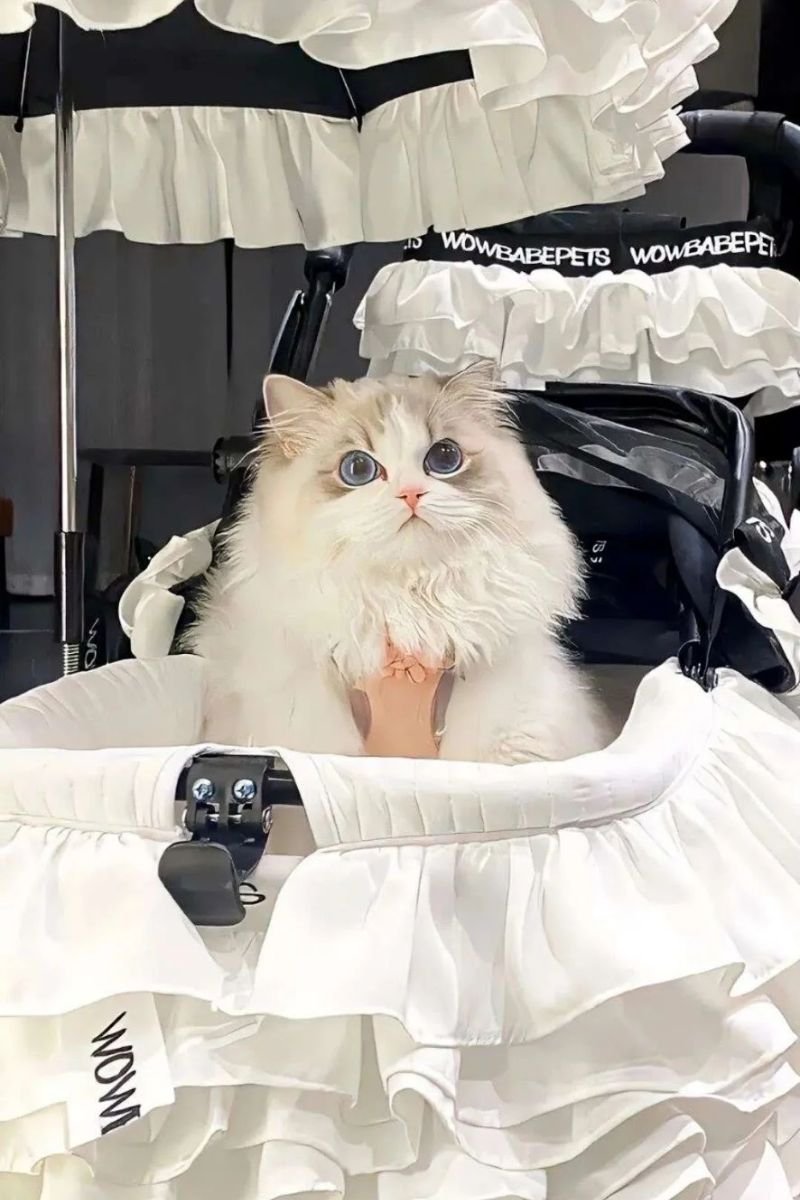 hình avata con mèo cute đáng yêu