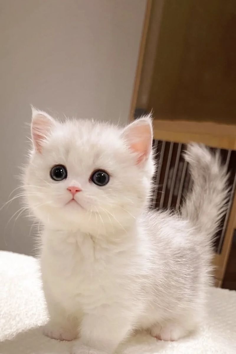 hình avata con mèo cute dễ thương